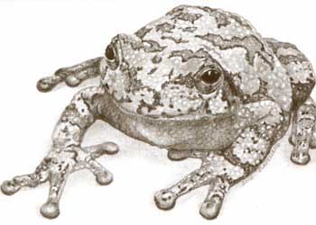 2nd Place - "Grey Camouflage Tree Frog" by Emily Kjelland, Oregon WI - Graphite & Charcoal - SOLD